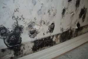 Florida Mold Online Course CE